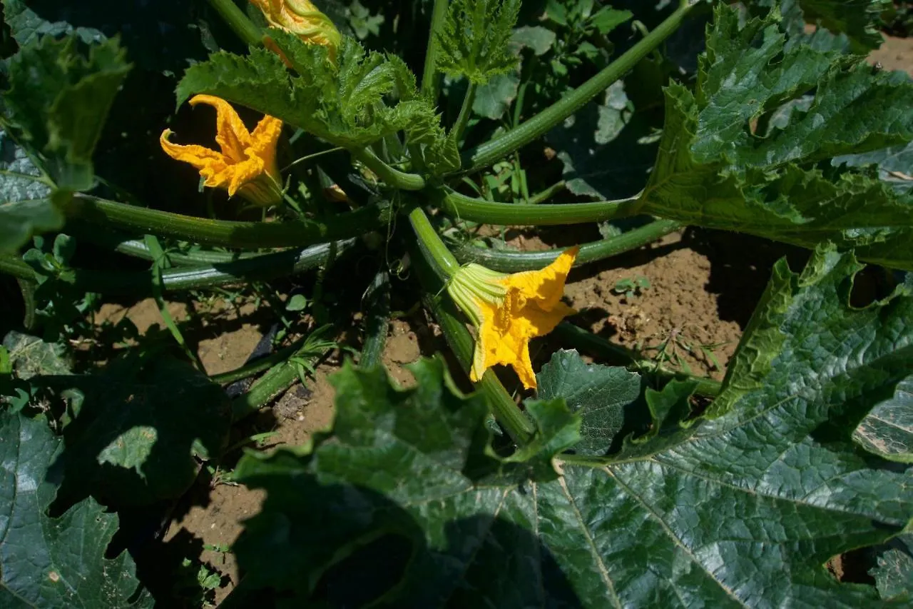Appartamento Gites Du Mas De Surlan Chantemerle-les-Blés